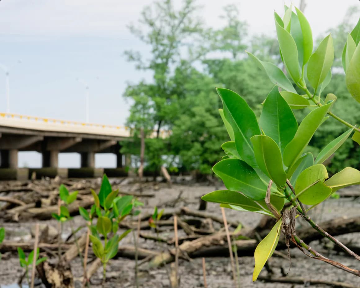 PTT Protects Coastlines With Bakajuan: Back to the Mangroves