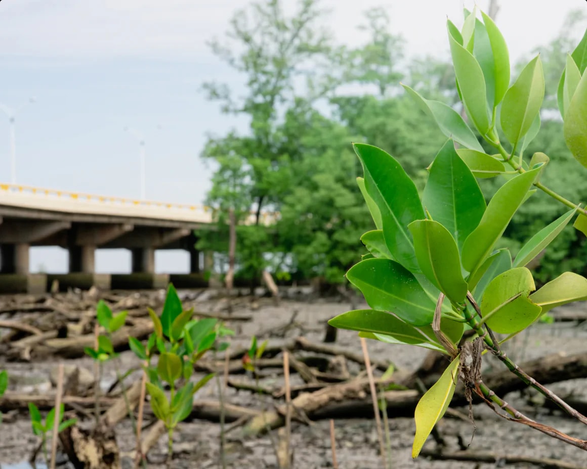 pttprotectscoastlineswithbakajuanbacktothemangroves-1